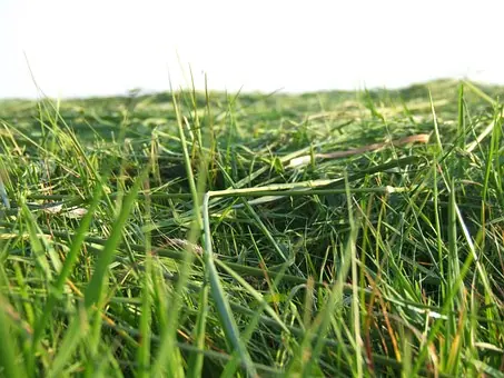 Gemaaid gras parfum