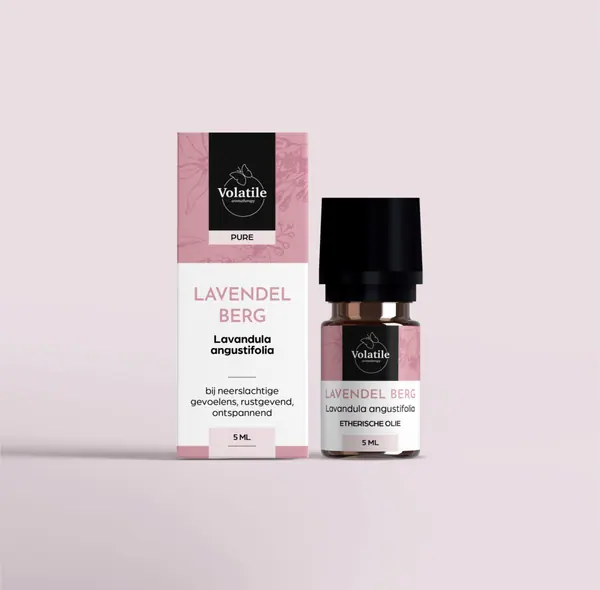 Lavendel berg (Lavandula angustifolia Haute Provence)