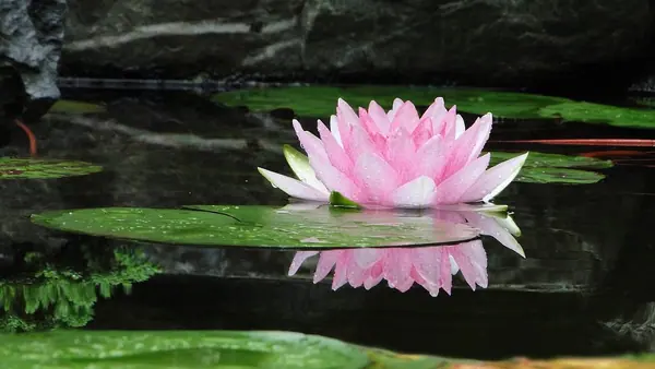 Lotus parfum