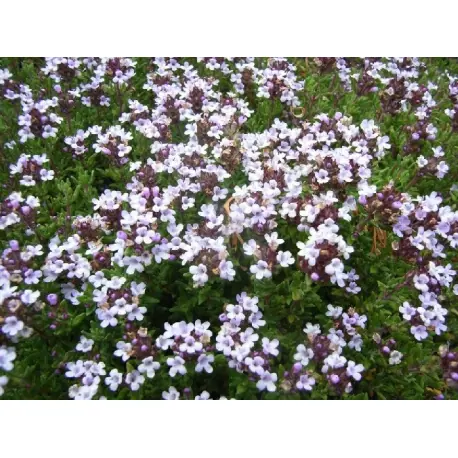 Tijm-wild (Thymus vulgaris)