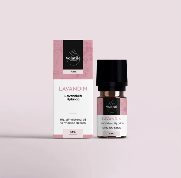 Lavandin (Lavandula grosso)